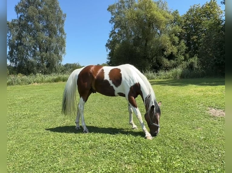 Aufzuchtsplatz für einen Henstjährling ab April/2026 
