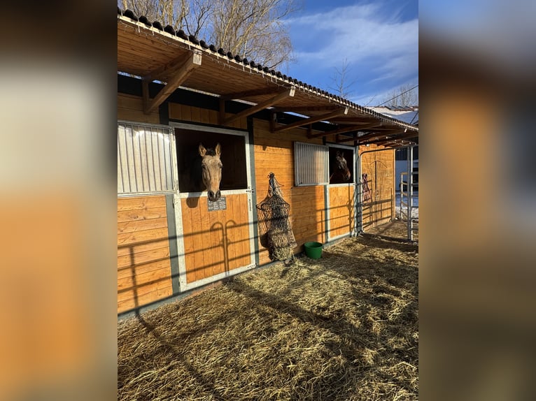 Aufzuchtsplatz für einen Henstjährling ab April/2026 