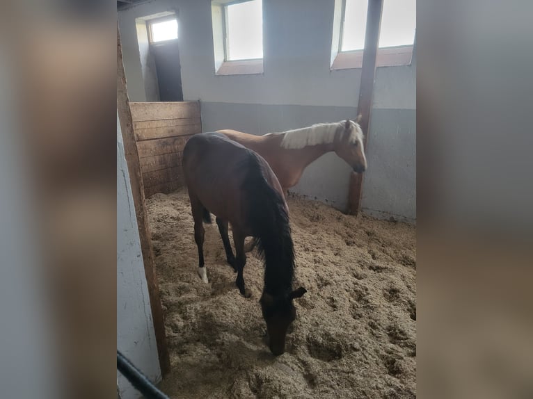 Box per puledri, giovani cavalli e fattrici in accrescimento
