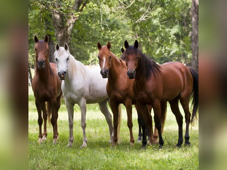 Hengst aufzuchtplatz