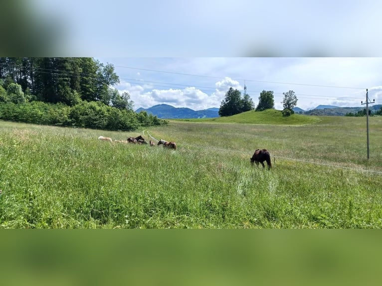 Hengstaufzucht, Plätze frei in der Nähe von Salzburg