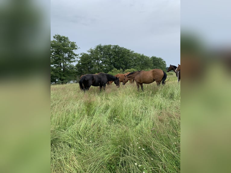 Jungpferde Aufzucht in der Uckermark 