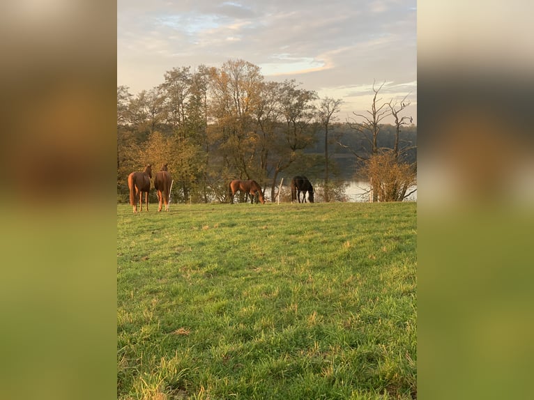 Jungpferde Aufzucht in der Uckermark 