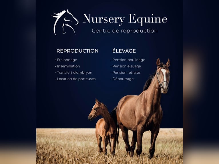 NURSERY EQUINE centre d'insémination