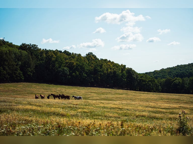 Pasture for young horses in Poland – top-quality care at affordable rates, close to DE and CZ 