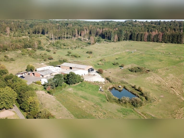 Posti disponibili per allevamento e pensione di cavalli Warmblood 🐴