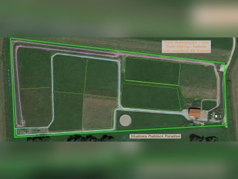 Posto all'aperto disponibile per puledra in crescita, all’interno di un branco esclusivamente di pul