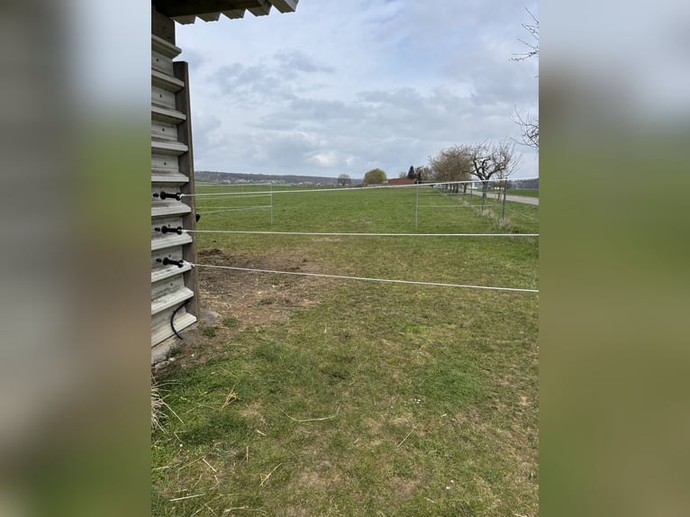 Posto di accoglienza per puledre di cavalli Warmblood