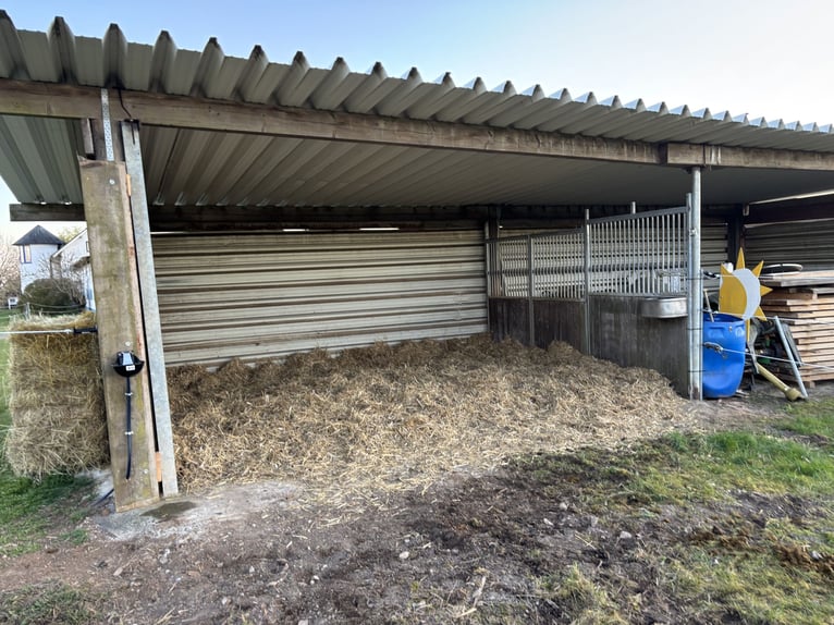 Posto di accoglienza per puledre di cavalli Warmblood