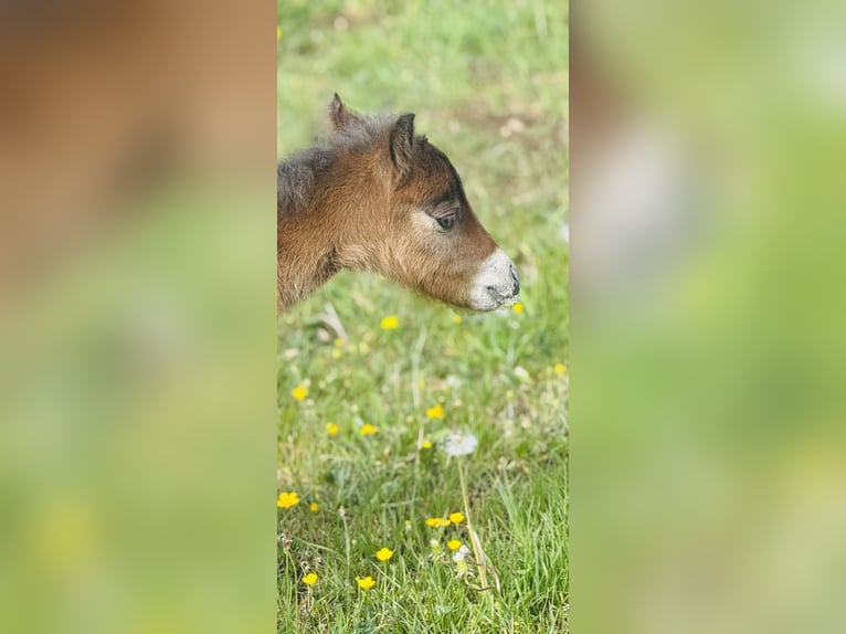 Posto di allevamento per puledra di mini Shetty