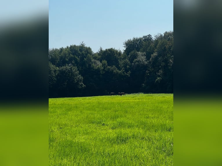 Professioneller Aufzuchtplatz für Absetzer und Jungpferde