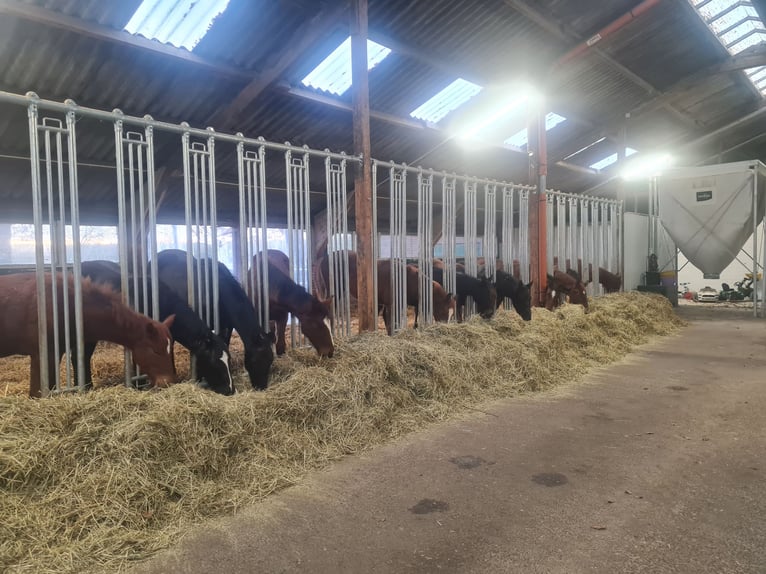 Vollpension von Zuchtstuten/ Aufzucht/ Ausbildung 