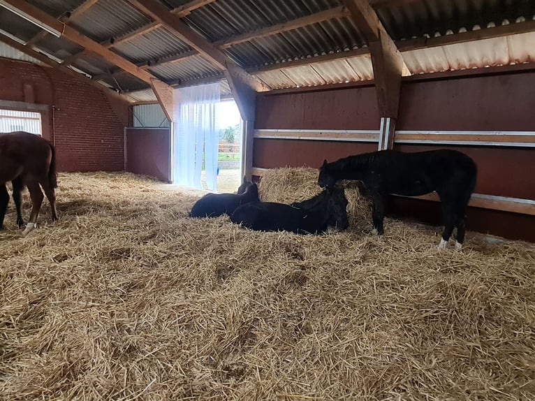 Zuchtstutenpension/ Jungpferde Aufzucht/Ausbildung/Vermarktung