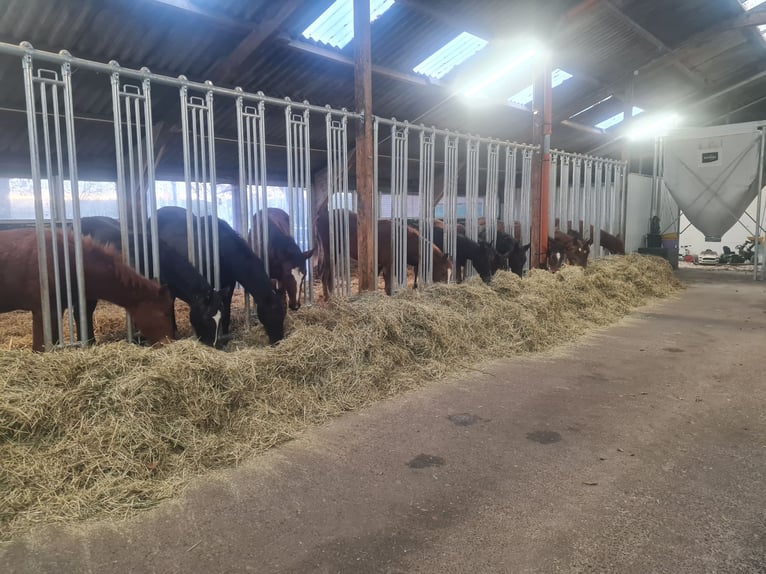 Zuchtstutenpension/ Jungpferde Aufzucht/Ausbildung/Vermarktung