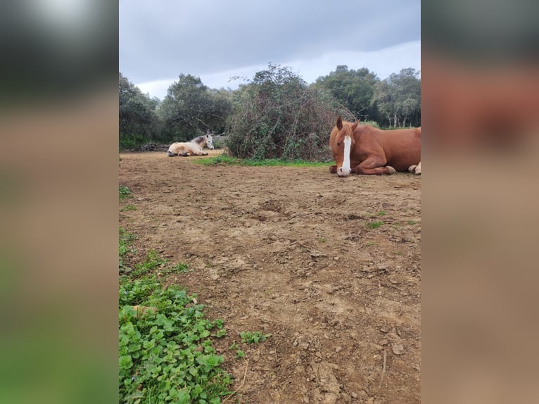 Allevamento, crescita e pascolo per cavalli con assistenza – Famiglia svizzera / Veterinaria
