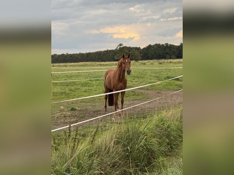 Arena di dressage situata direttamente vicino al Mare del Nord