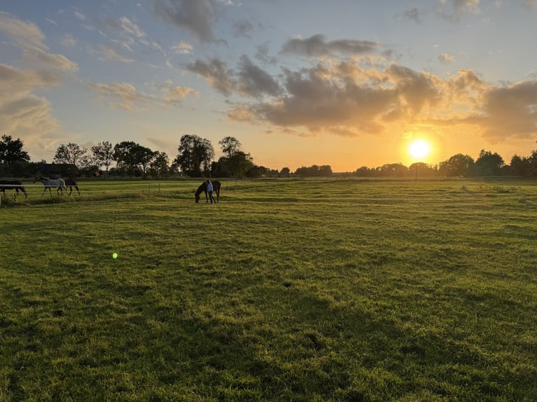 Arena di dressage situata direttamente vicino al Mare del Nord