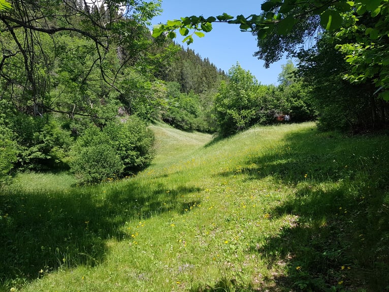 Biete Weide, Sommerferien für Equiden oder Fohlenweide