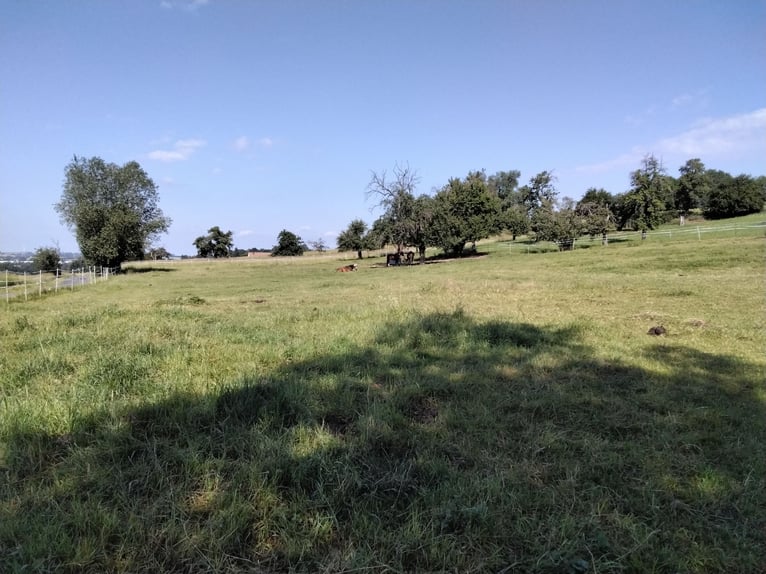 Koppel,Stall und Wohnung (Wohnen mit dem Pferd)