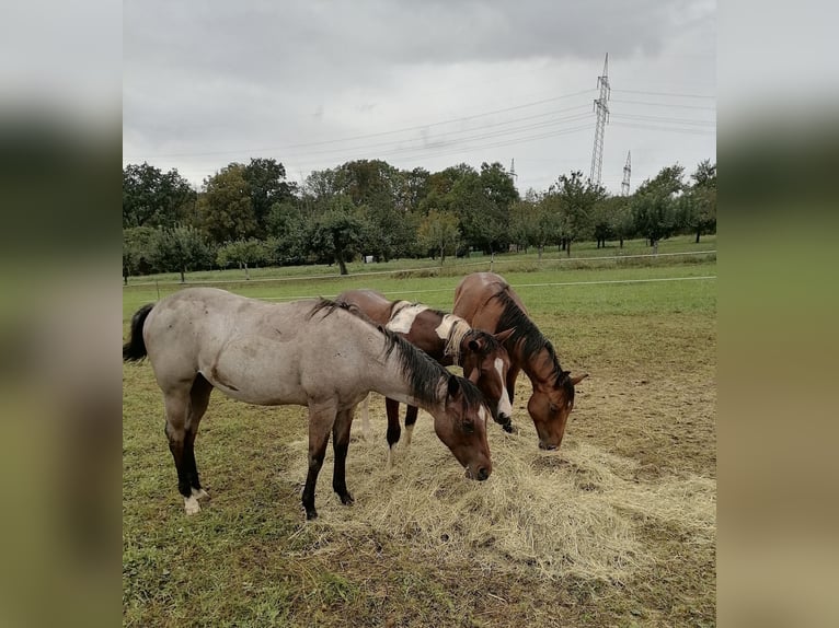 Pascolo disponibile 24/7 e box interna per QH/PH