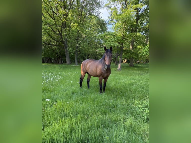 Pascolo estivo a Scharbeutz, gelding/rentner/giovane stallone