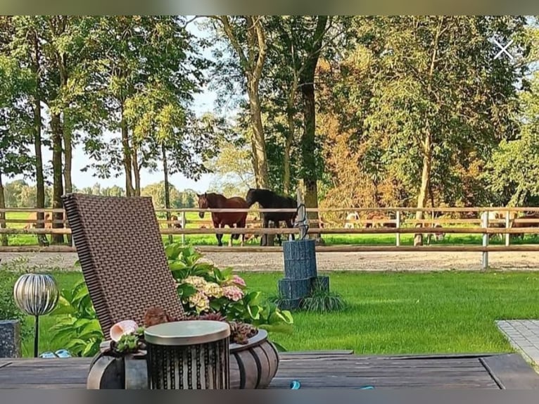 Pascolo estivo direttamente vicino al Mar del Nord, presso il Kurplatz