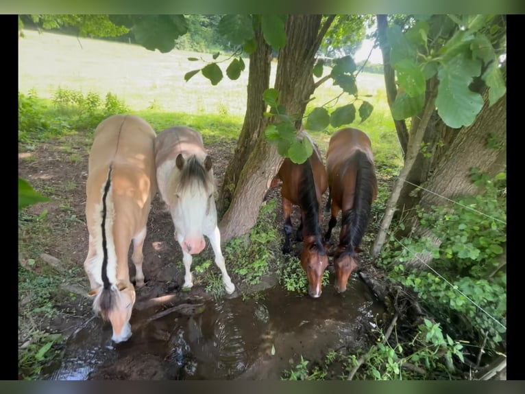 Pascolo estivo per cavallo a bassa alimentazione
