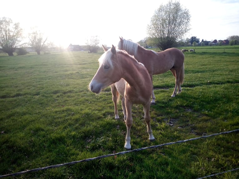 Pascolo estivo per yearling