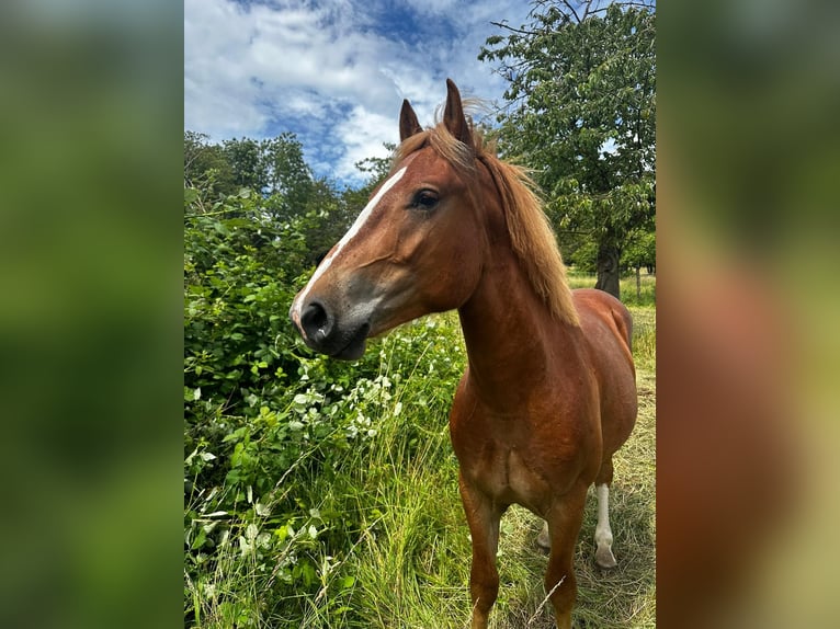 Sommerweide / Sommerkoppel