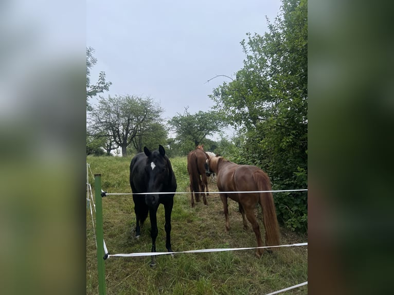 Sommerweide / Sommerkoppel