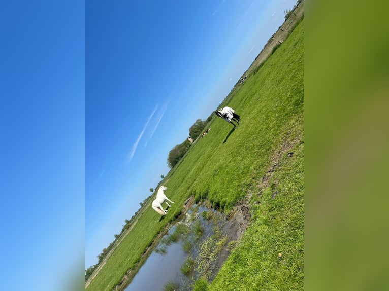 Sommerweideplätze Nordsee 