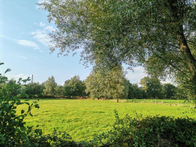 Wiese Weideplatz Rentnerwiese Pony Ganzjahreswiese