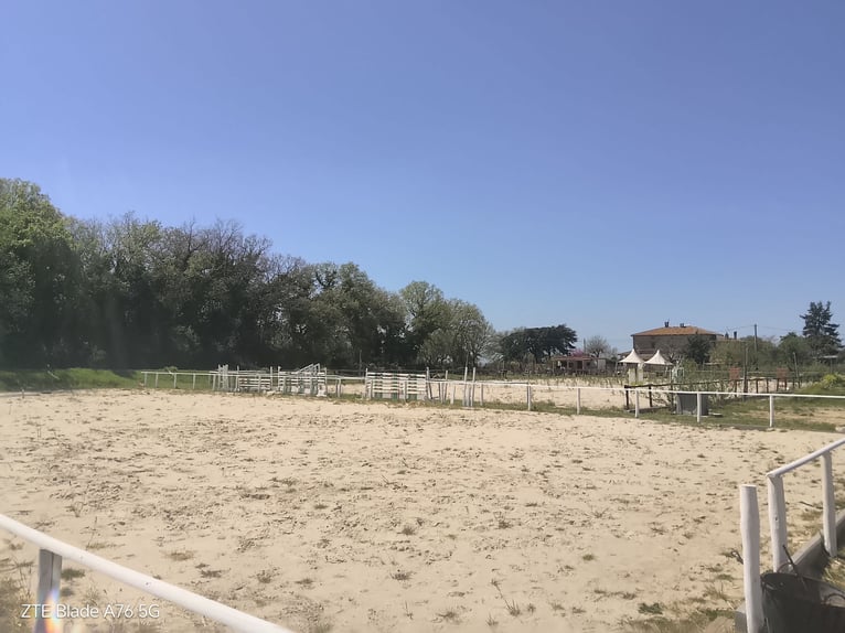 Affitto spazio in azienda agricola allevamento pony e cavalli