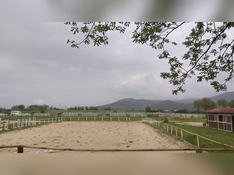 Affitto spazio in azienda agricola allevamento pony e cavalli