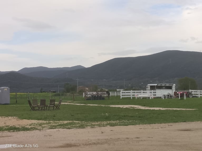 Affitto spazio in azienda agricola allevamento pony e cavalli