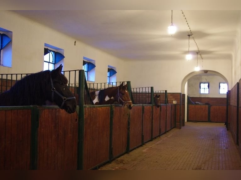 Centro Equestre