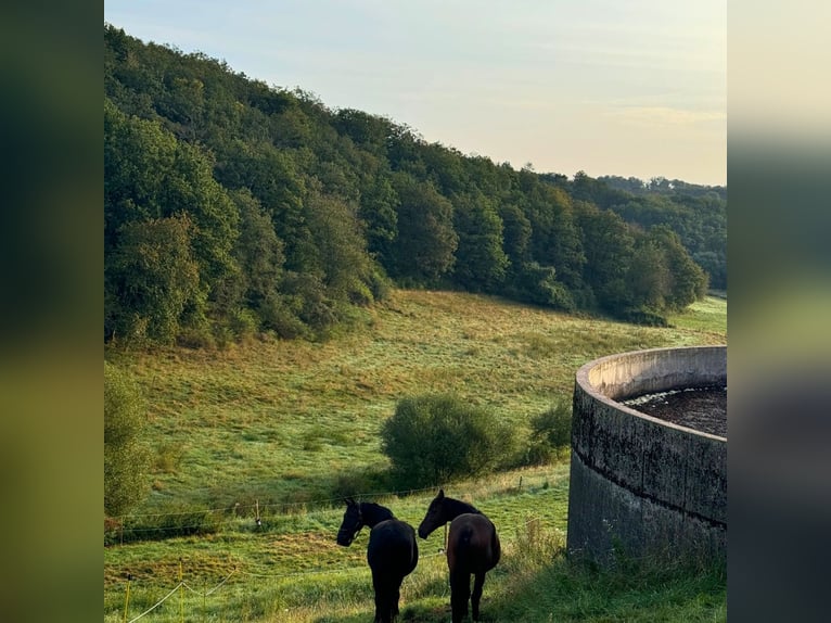 Einstellplätze auf naturnahem Paddocktrail ab 01.04.2025 – Jetzt vormerken!