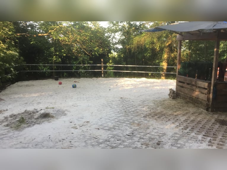 Gartengrundstück Mietgarten Pferde Offenstall Tierhaltung Anbau