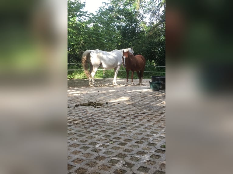 Gartengrundstück Mietgarten Pferde Offenstall Tierhaltung Anbau