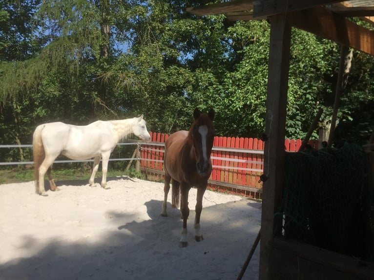 Gartengrundstück Mietgarten Pferde Offenstall Tierhaltung Anbau