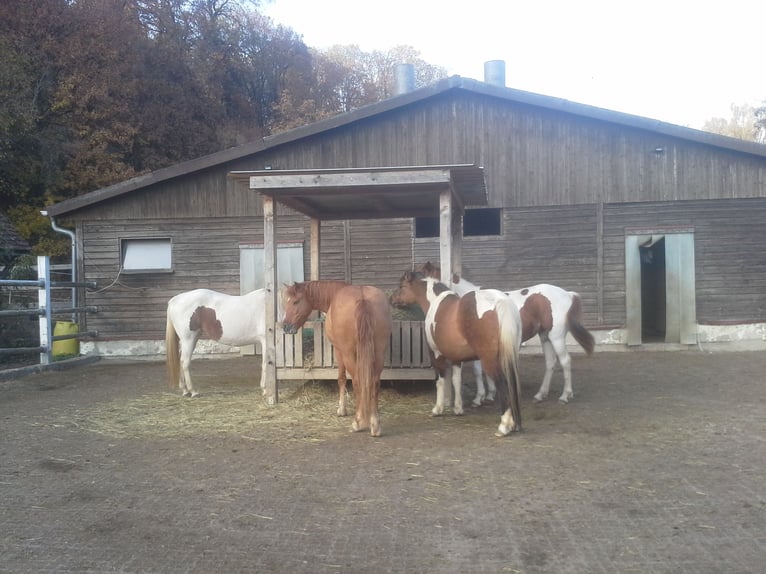 Pferdestall zu verpachten