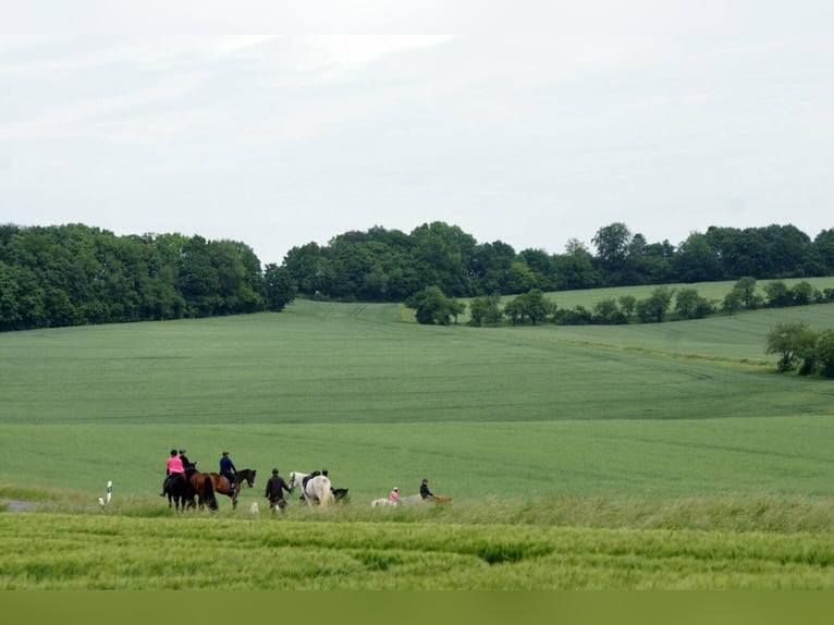 Platz in kleinem, privaten Bewegungsstall - Nähe Göttingen/Witzenhausen