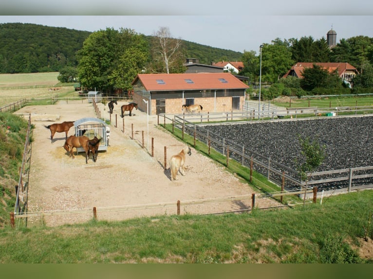 Platz in kleinem, privaten Bewegungsstall - Nähe Göttingen/Witzenhausen