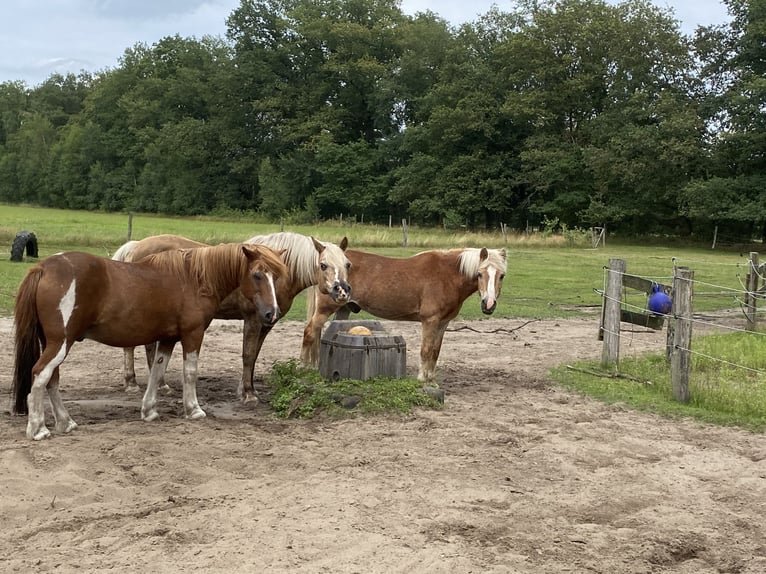 Posti disponibili per pensionati sul Paddock Trail in Prignitz