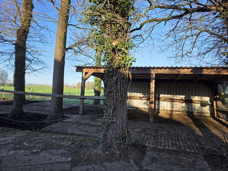 Posti in paddock aperto