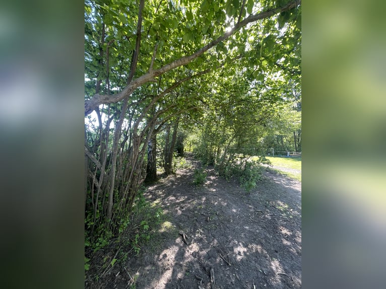 Posto disponibile per box all'aperto / paddock trail
