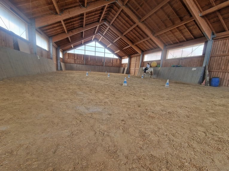 Stalla a paddock in una nuova struttura disponibile