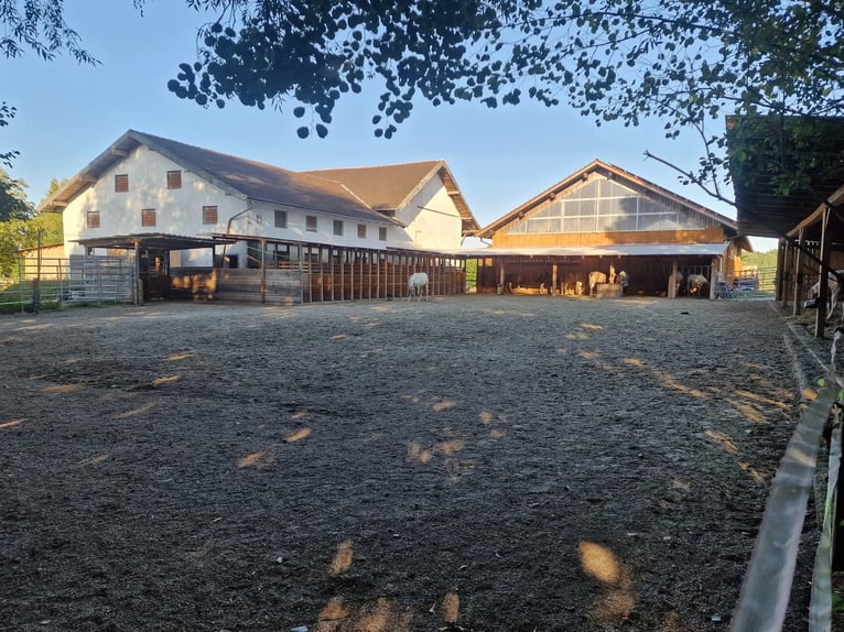 Stalla a paddock in una nuova struttura disponibile