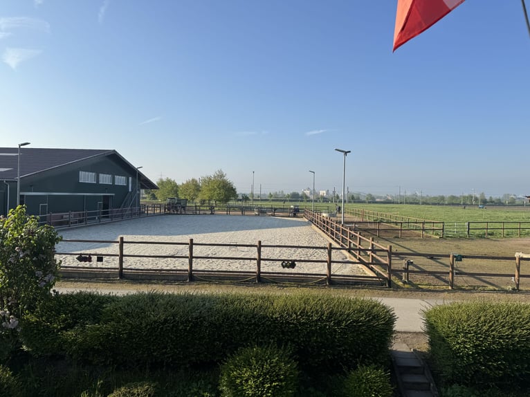 Struttura equestre moderna con 2 box attrezzate e 1 paddock per 3 cavalli disponibili!