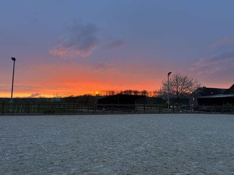 Struttura equestre moderna con 2 box attrezzate e 1 paddock per 3 cavalli disponibili!